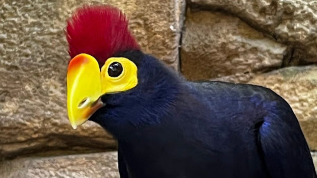 Close up of black bird with bright yellow bill and around the eyes and bright red feathers on top of head at Discovery Cove, Orlando