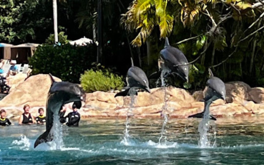 Experience a Day of Fun and Conservation at Discovery Cove Orlando