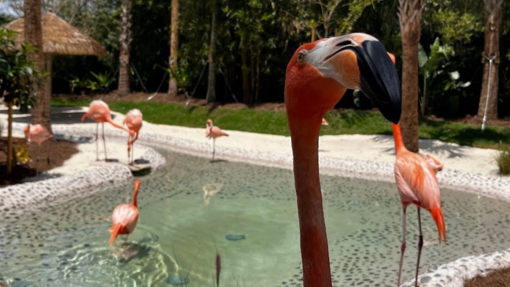 Close up of flamingo giving side eye in flamingo enclosure at Discovery Cove, Orlando