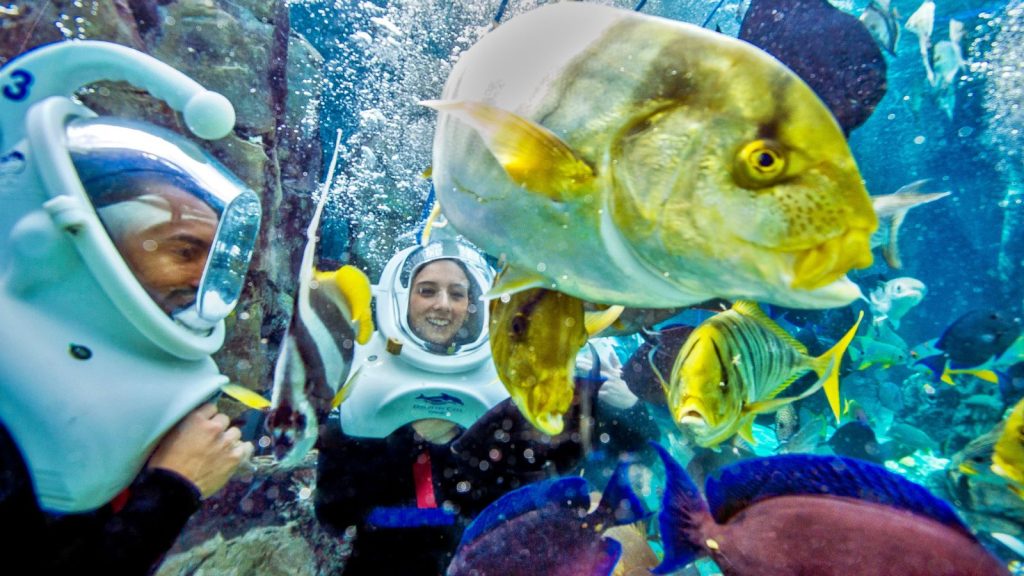 Man and woman with diving hoods on under water with yellow fish floating in front of them.